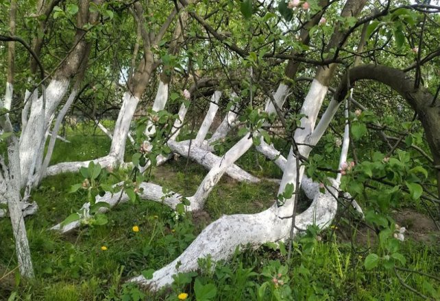 Кролевецька яблуня-колонія: що про неї відомо